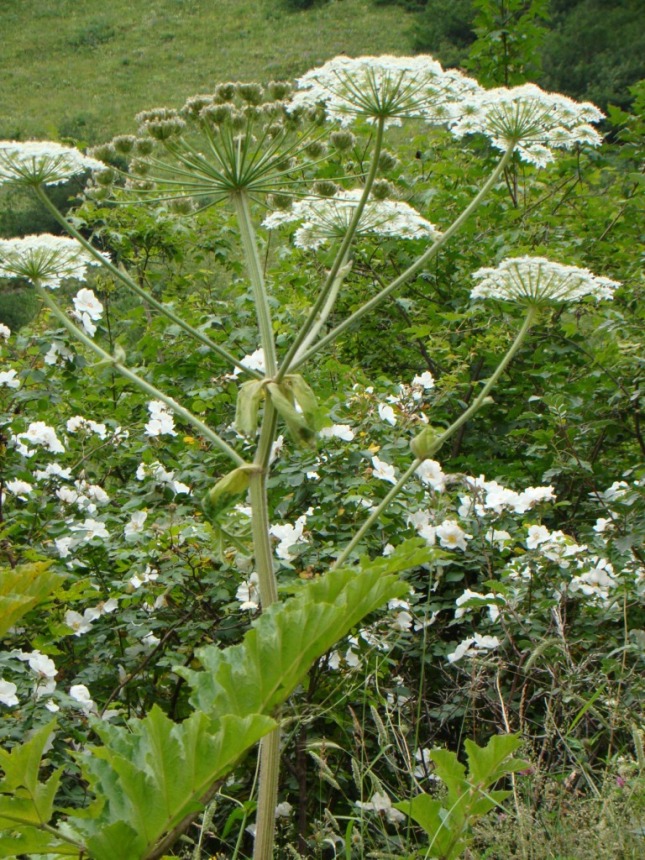 Изображение особи род Heracleum.