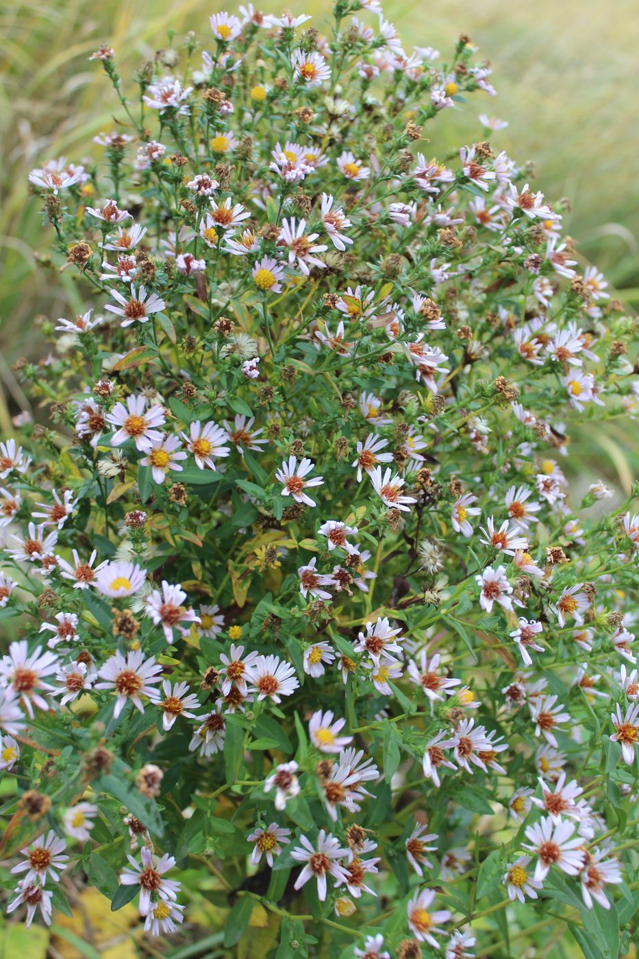 Image of genus Symphyotrichum specimen.