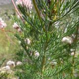 Serruria brownii