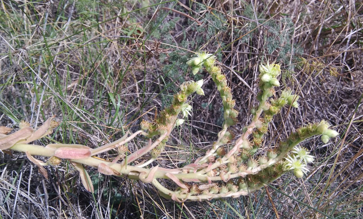 Image of Sempervivum transcaucasicum specimen.