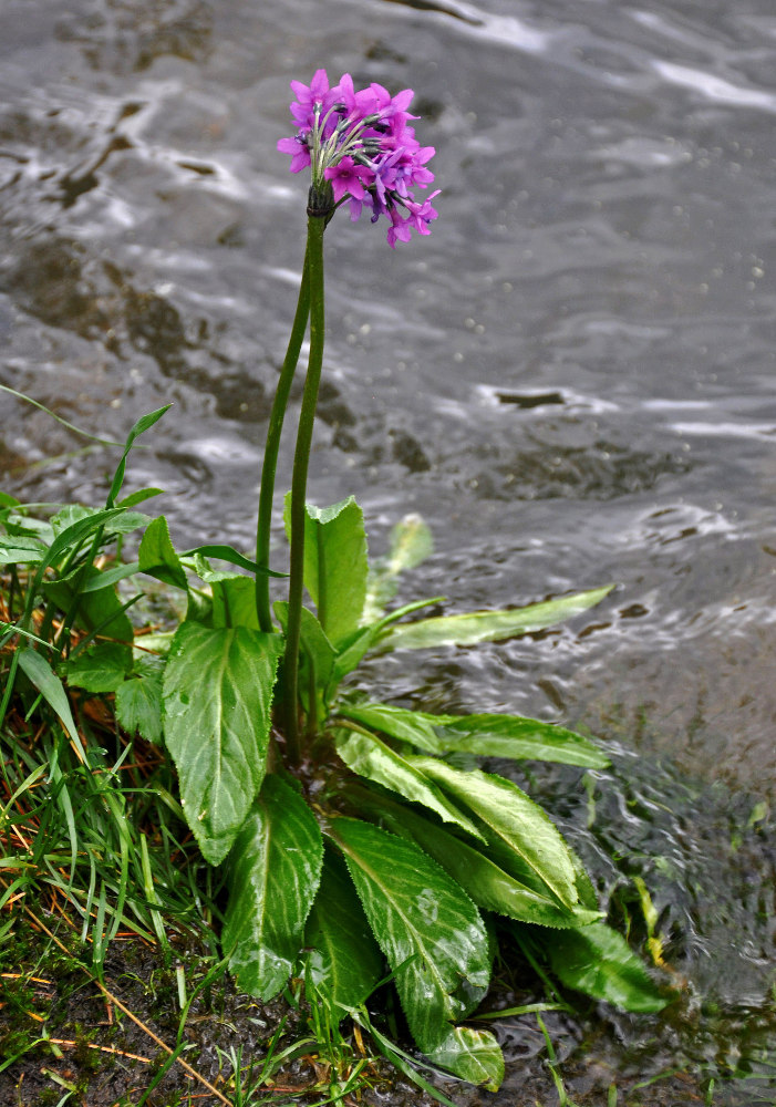 Image of Primula nivalis specimen.