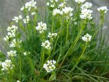 Cochlearia officinalis ssp. norvegica