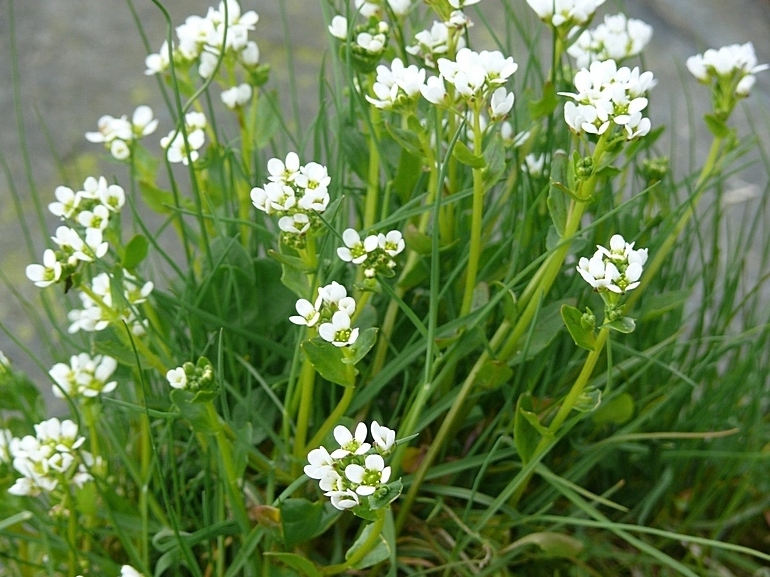 Image of Cochlearia officinalis ssp. norvegica specimen.