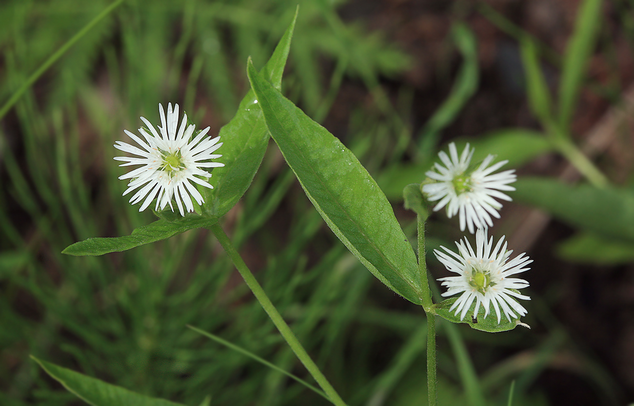 Изображение особи Fimbripetalum radians.