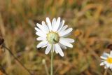 genus Anthemis. Соцветие (вид со стороны обёртки). Грузия, край Самцхе-Джавахети, Аспиндзский муниципалитет, Эрушетское нагорье, окр. урочища с. Георгицминда, ≈ 1980 м н.у.м., луг. 14.10.2018.