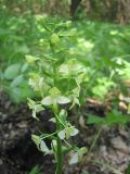 Platanthera chlorantha. Соцветие. Пензенская обл., Спасский р-н, с. Ново-Зубово. 10.06.2010.