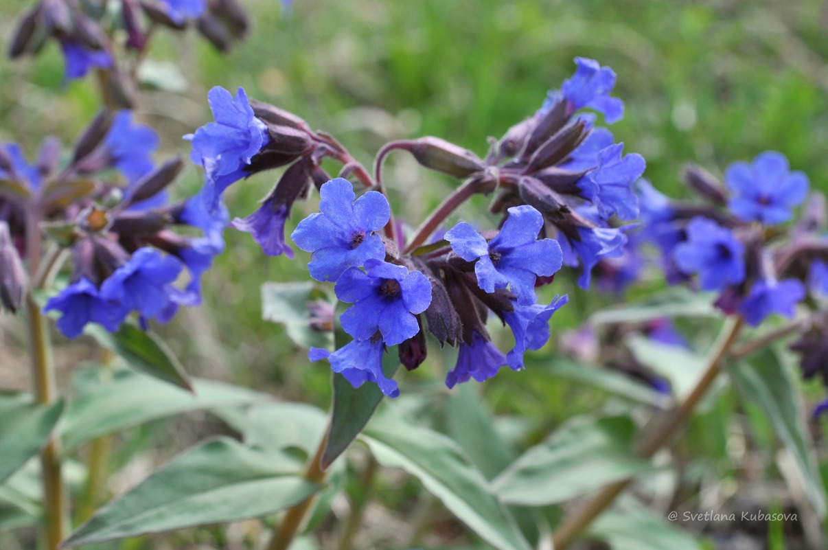 Изображение особи Pulmonaria mollis.