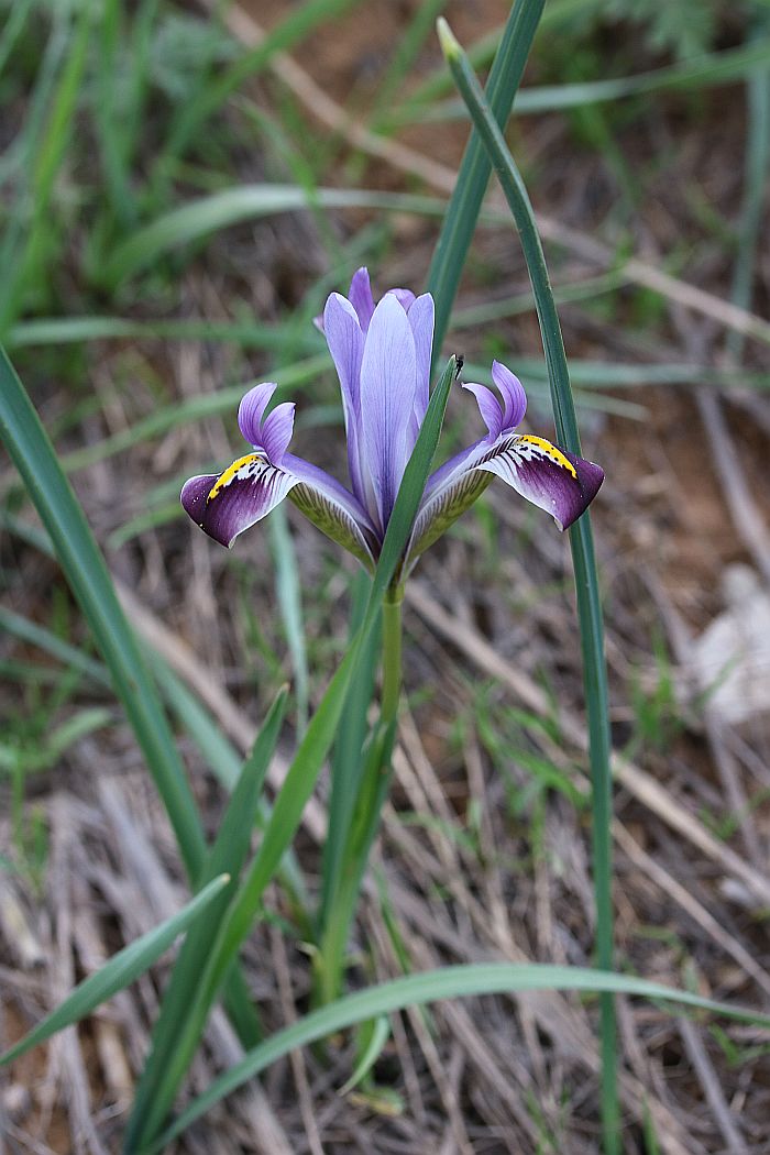 Изображение особи Iris marivanica.