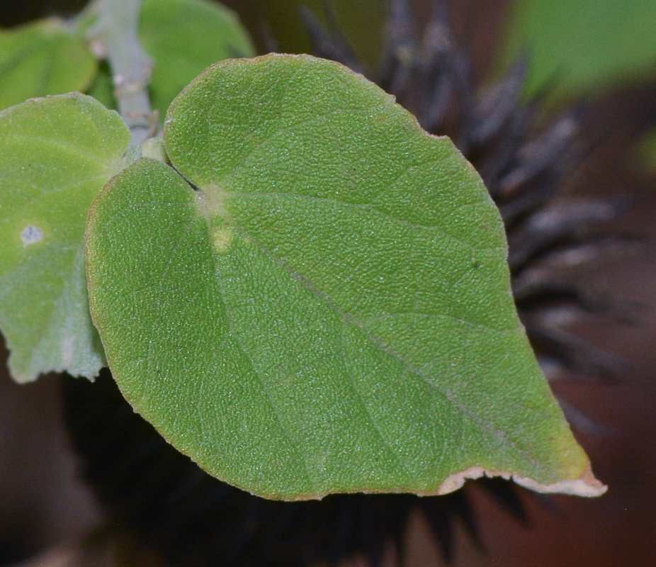 Image of Abutilon mauritianum ssp. zanzibaricum specimen.