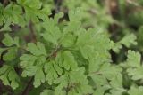 Geranium robertianum. Листья. Краснодарский край, г. Сочи, Лазаревский р-н, окр. с. Уч-Дере, подножие горы, покрытой широколиственным лесом. 01.08.2018.