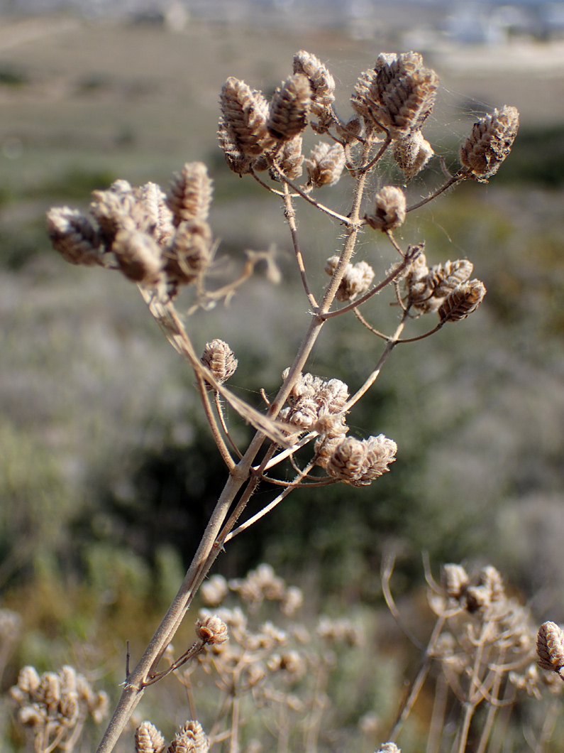 Image of Origanum onites specimen.