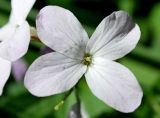 Cardamine quinquefolia. Цветок (белоцветковая форма). Узбекистан, г. Ташкент, Ботанический сад им. Ф.Н.Русанова. 24.03.2019.