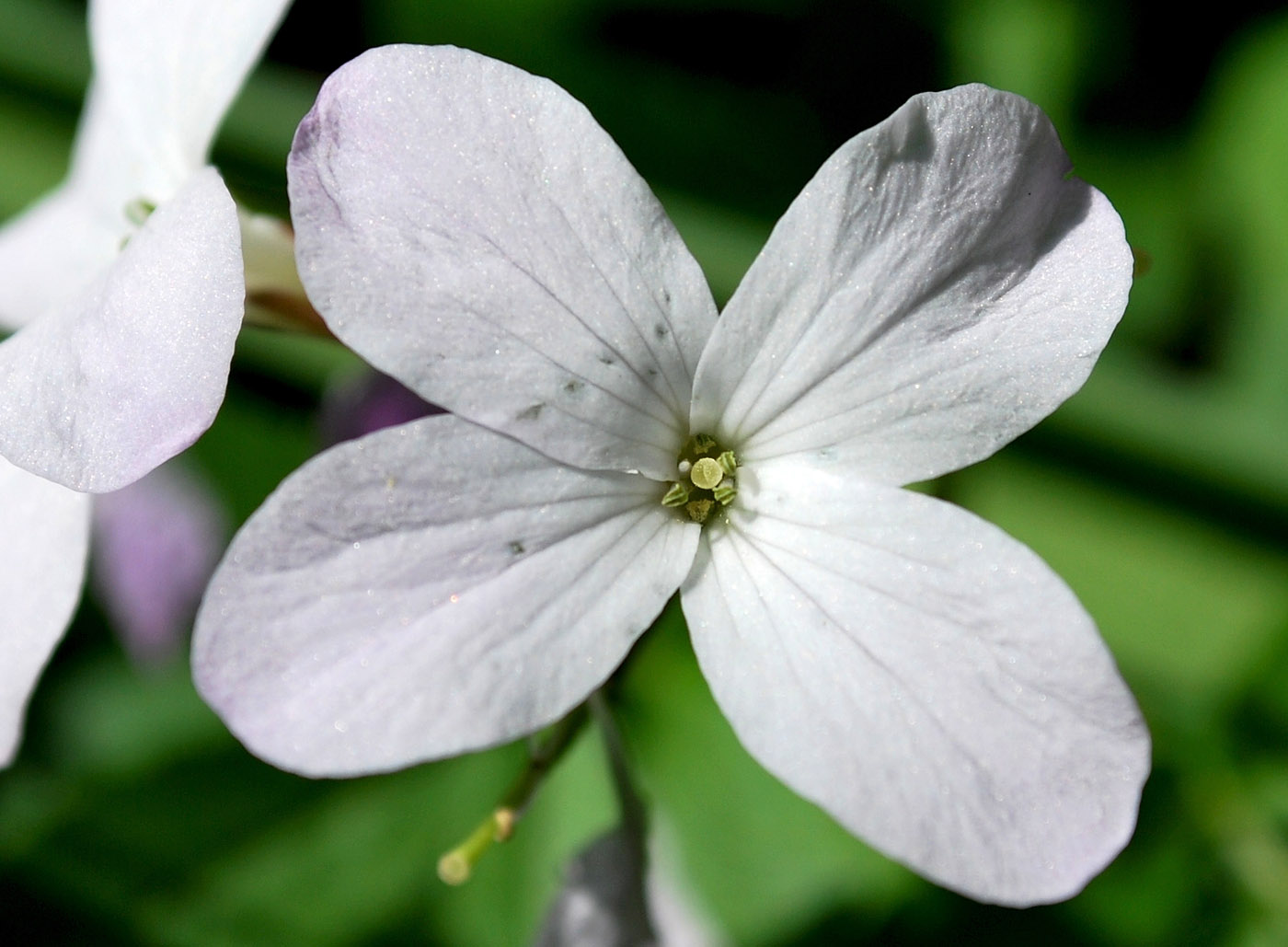 Изображение особи Cardamine quinquefolia.