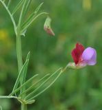 Lathyrus clymenum