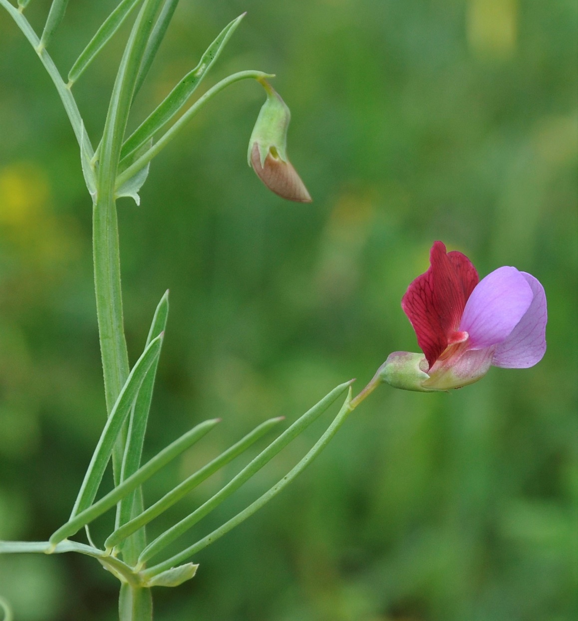 Изображение особи Lathyrus clymenum.