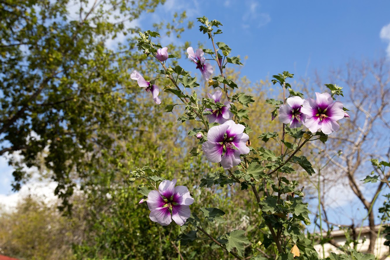 Image of Malva subovata specimen.