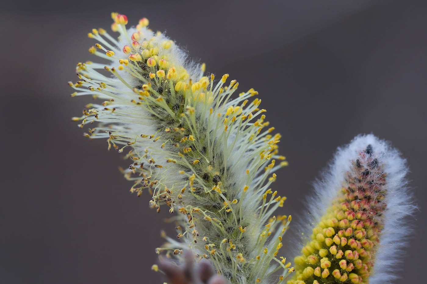 Image of genus Salix specimen.