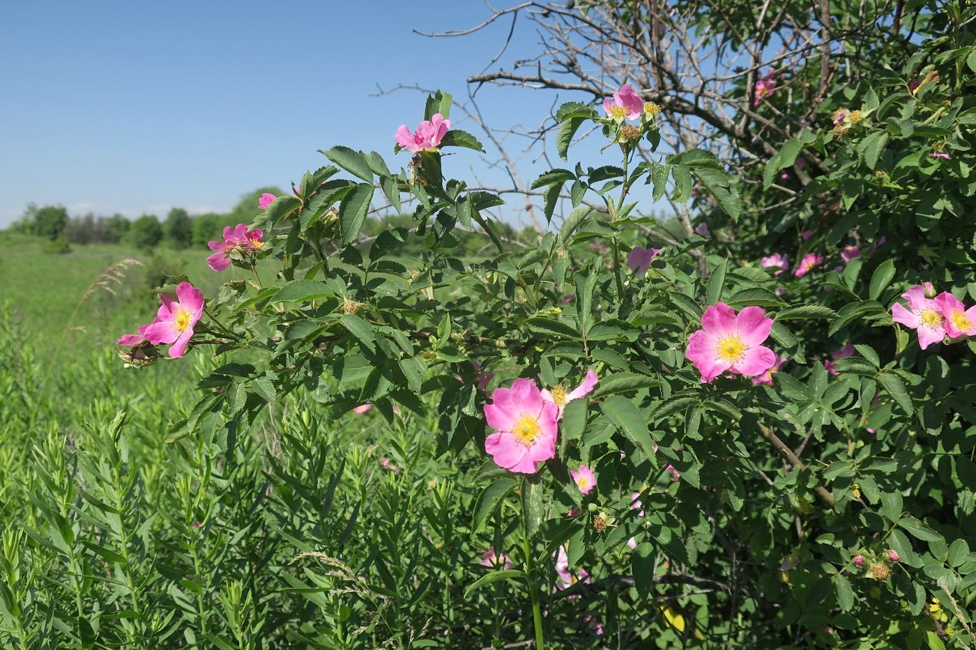 Изображение особи Rosa subafzeliana.