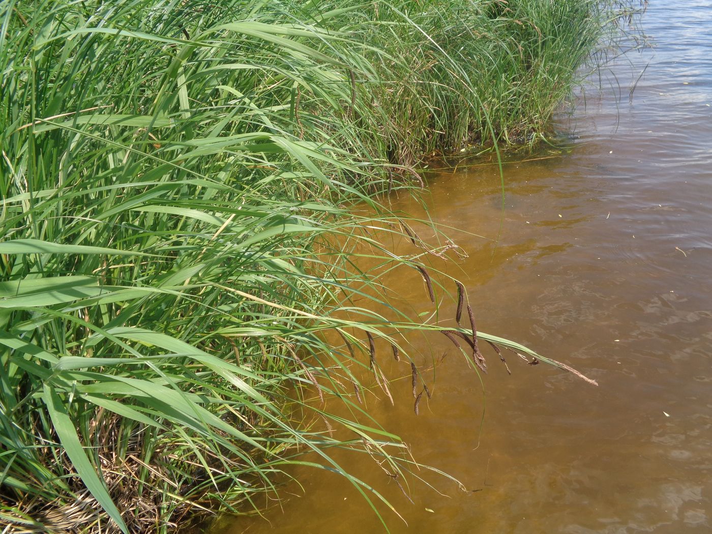 Изображение особи Carex acuta.