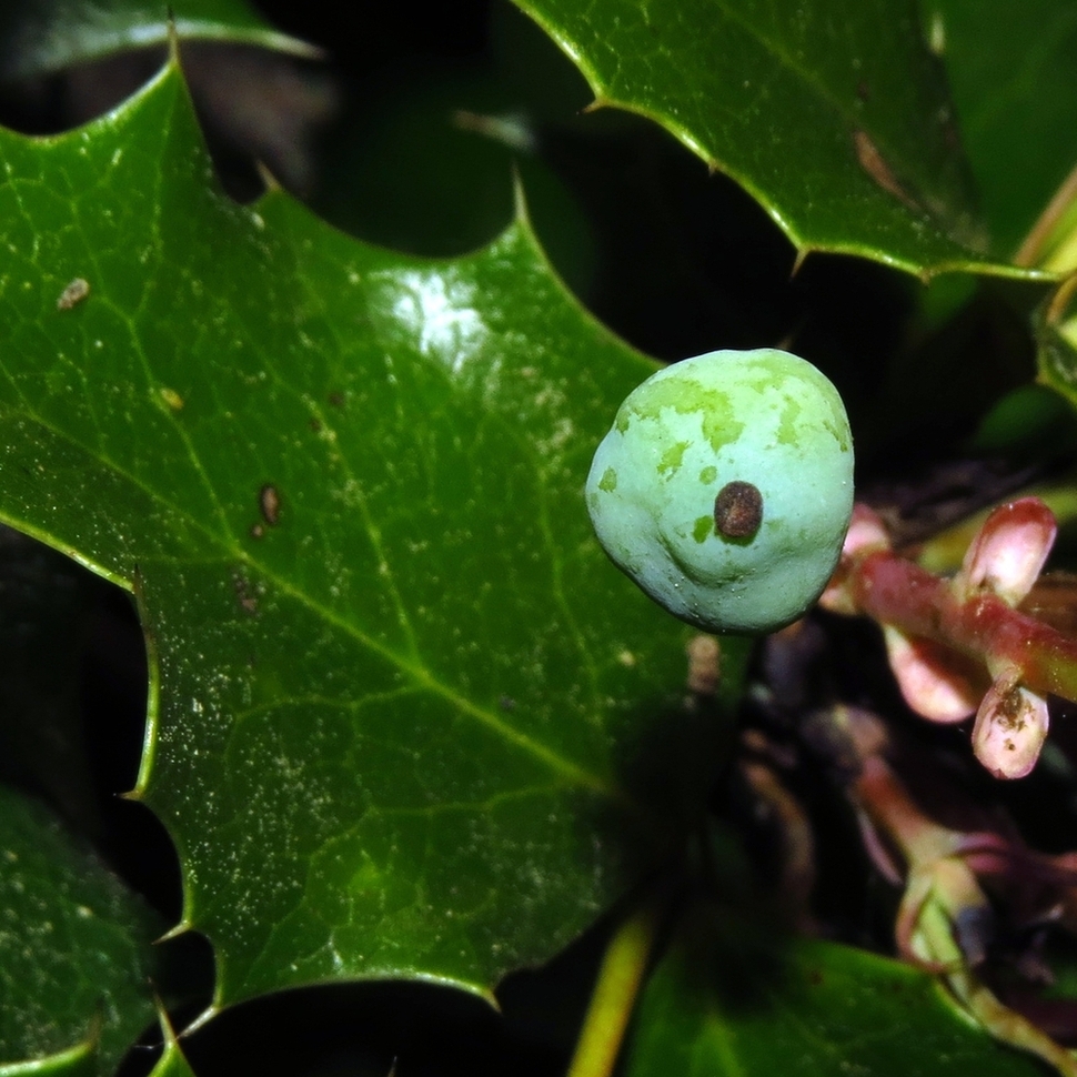 Изображение особи Mahonia aquifolium.