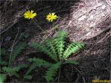 Aposeris foetida. Цветущее растение. Украина, Ивано-Франковская обл., Украинские Карпаты, хребет Черногора, юго-восточный склон горы Говерла, 1650 м н.у.м., верхняя граница елового леса. 26.06.2019.