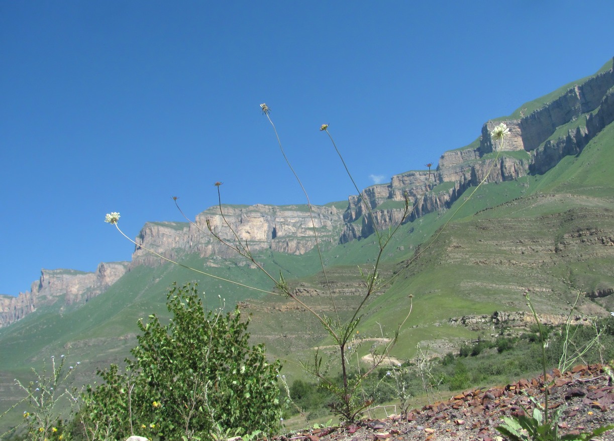 Image of Scabiosa ochroleuca specimen.