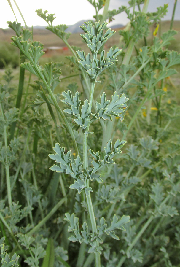 Image of Corydalis stricta specimen.