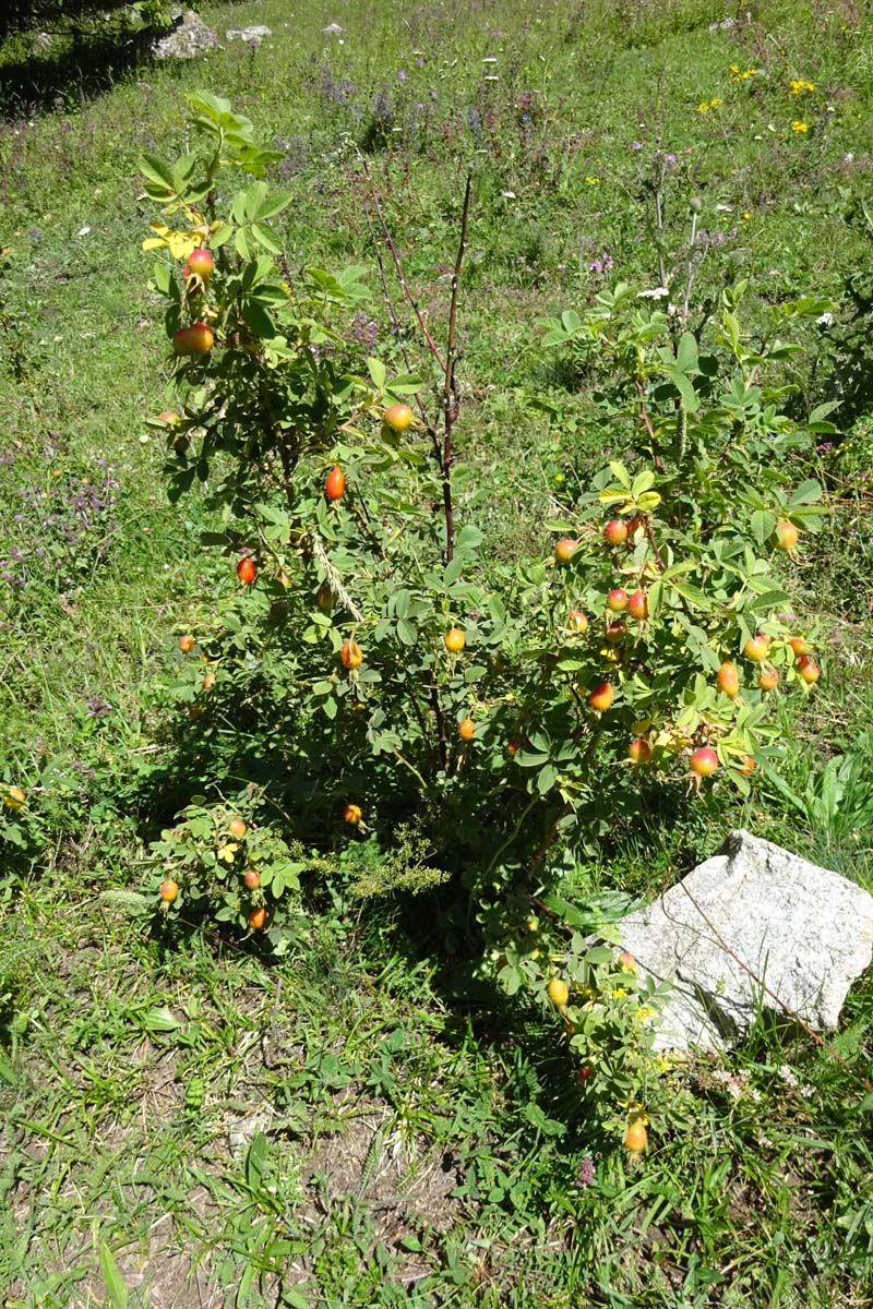 Image of Rosa villosa specimen.