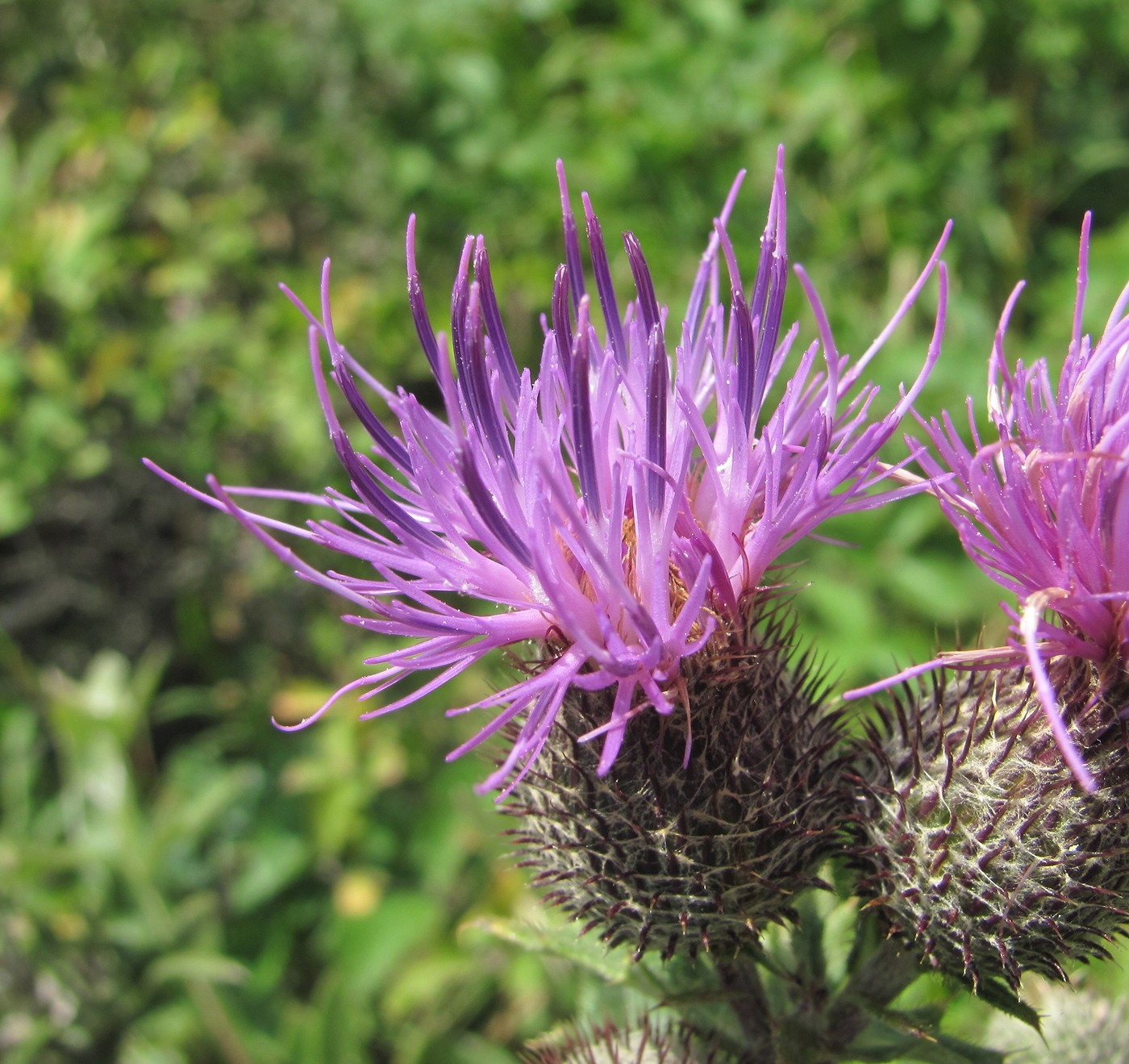 Image of Cirsium euxinum specimen.