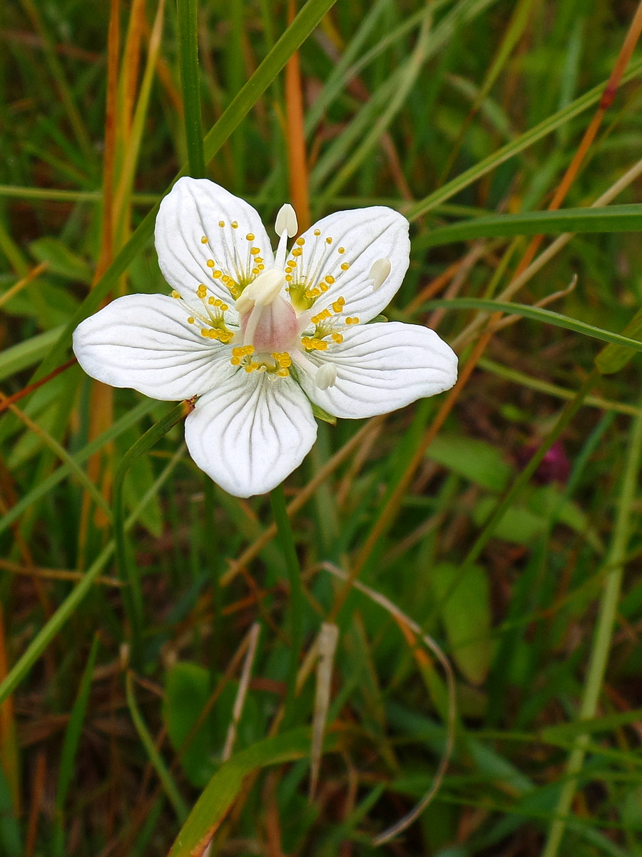 Image of Parnassia palustris specimen.