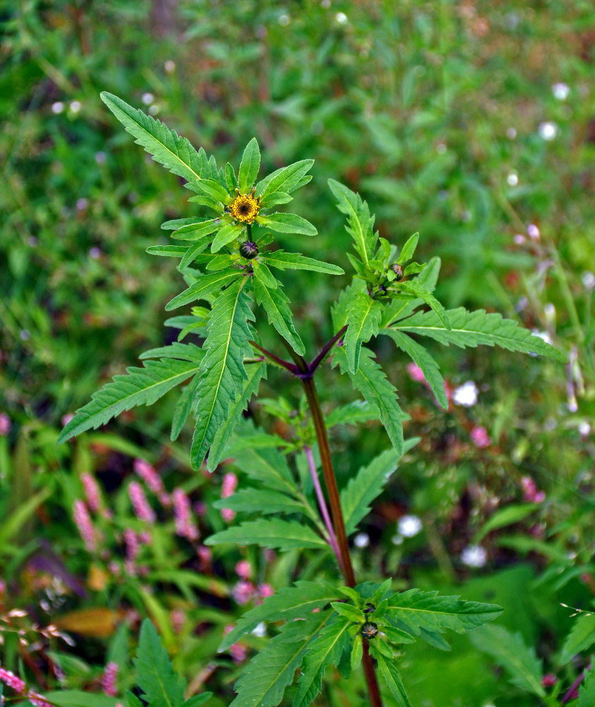 Image of Bidens tripartita specimen.