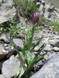 Syreitschikovia spinulosa