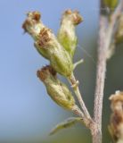 Artemisia integrifolia