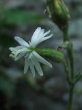 Silene viridiflora