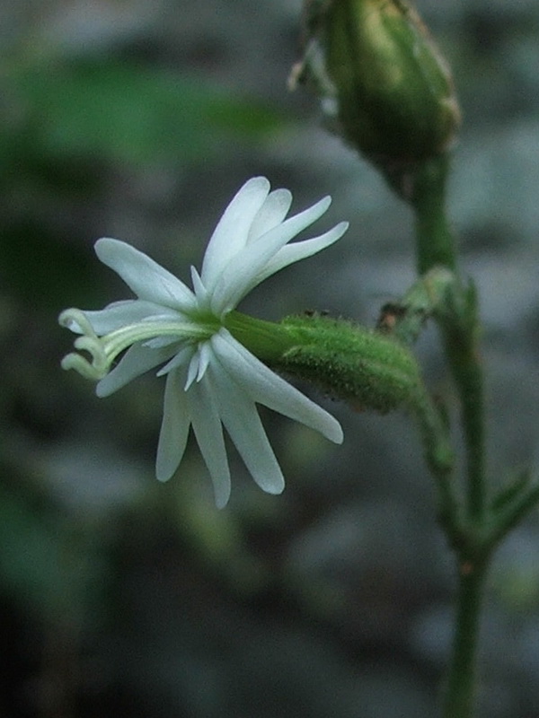 Image of Silene viridiflora specimen.