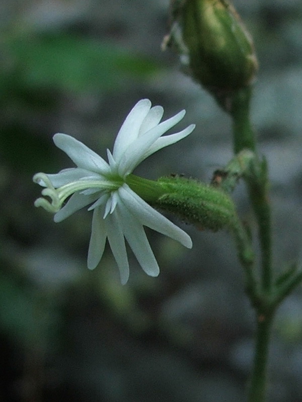 Изображение особи Silene viridiflora.