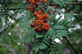 Sorbus aucuparia. Верхушка ветви с созревающим соплодием. Челябинская обл., Верхнеуфалейский гор. округ, гора Аракуль, ≈ 500 м н.у.м., смешанный лес. 02.08.2019.