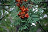 Sorbus aucuparia. Верхушка ветви с созревающим соплодием. Челябинская обл., Верхнеуфалейский гор. округ, гора Аракуль, ≈ 500 м н.у.м., смешанный лес. 02.08.2019.