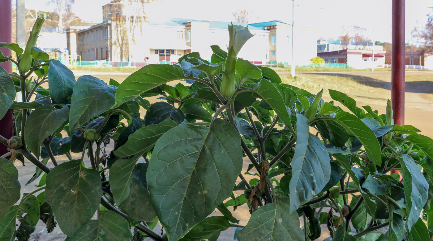 Image of Datura innoxia specimen.