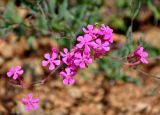 Silene armeria