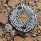 Copiapoa columna-alba