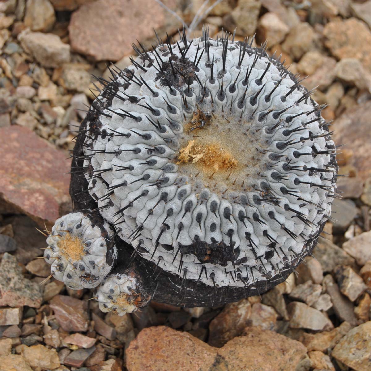 Изображение особи Copiapoa columna-alba.