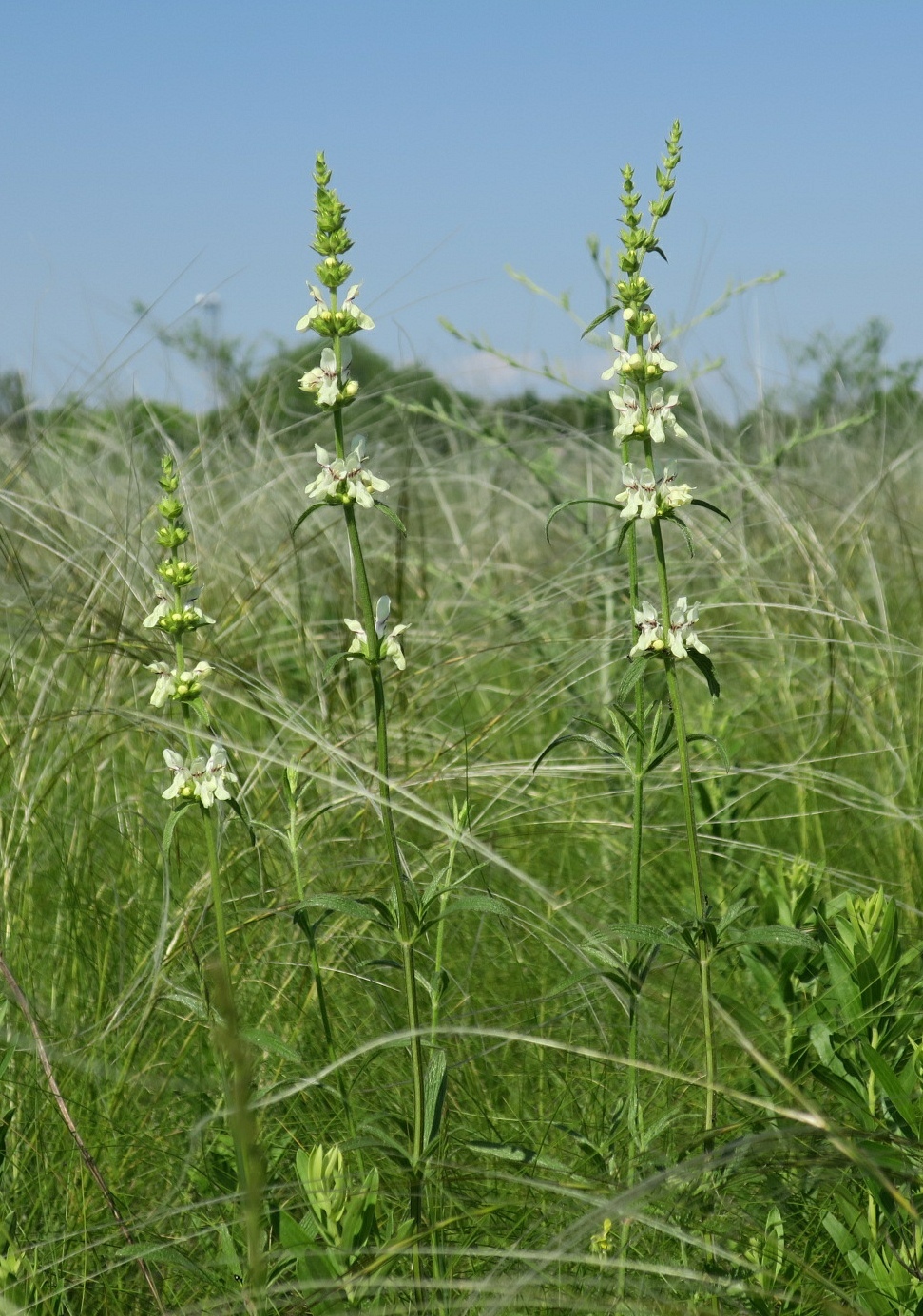 Изображение особи Stachys recta.