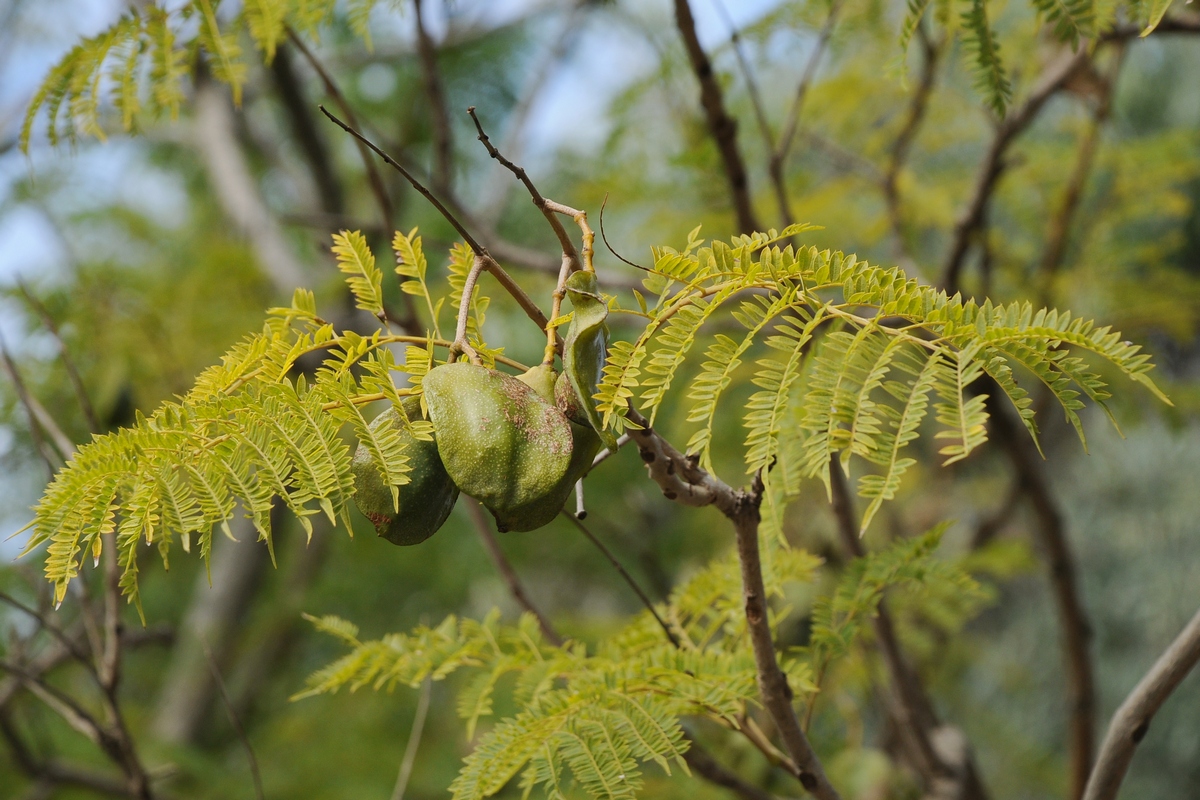 Изображение особи Jacaranda mimosifolia.