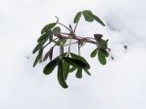 Image of taxon representative. Author is Виктор Кишиневский