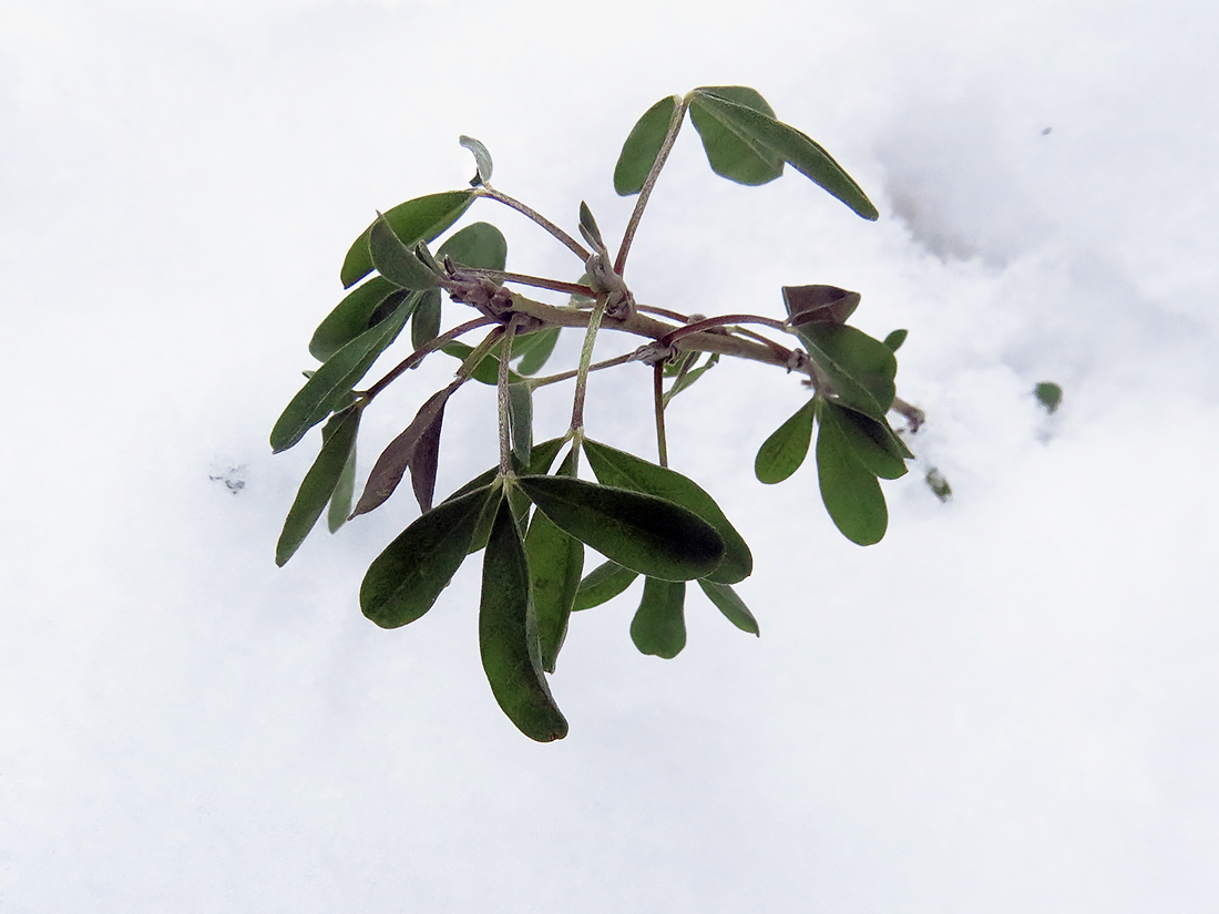 Image of Chamaecytisus ruthenicus specimen.