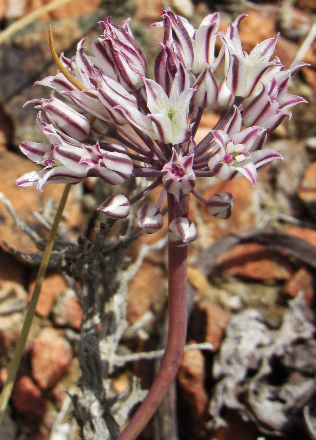 Изображение особи Allium lehmannianum.