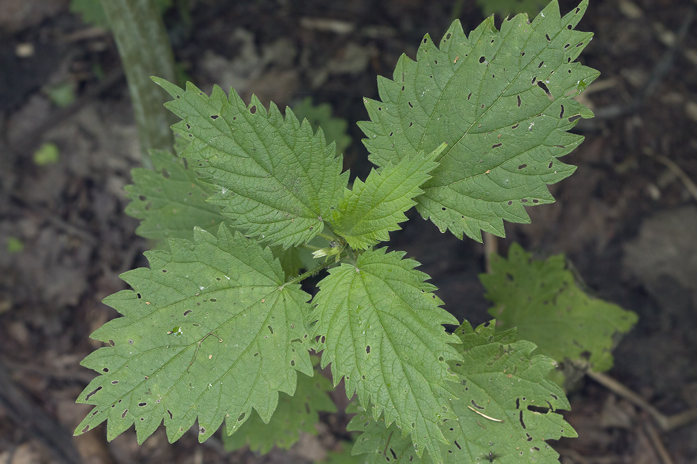 Image of Urtica platyphylla specimen.