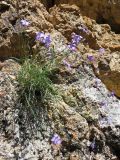 Campanula alberti