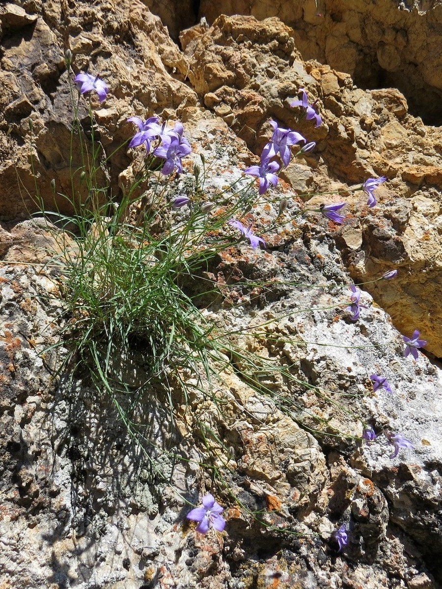 Изображение особи Campanula alberti.